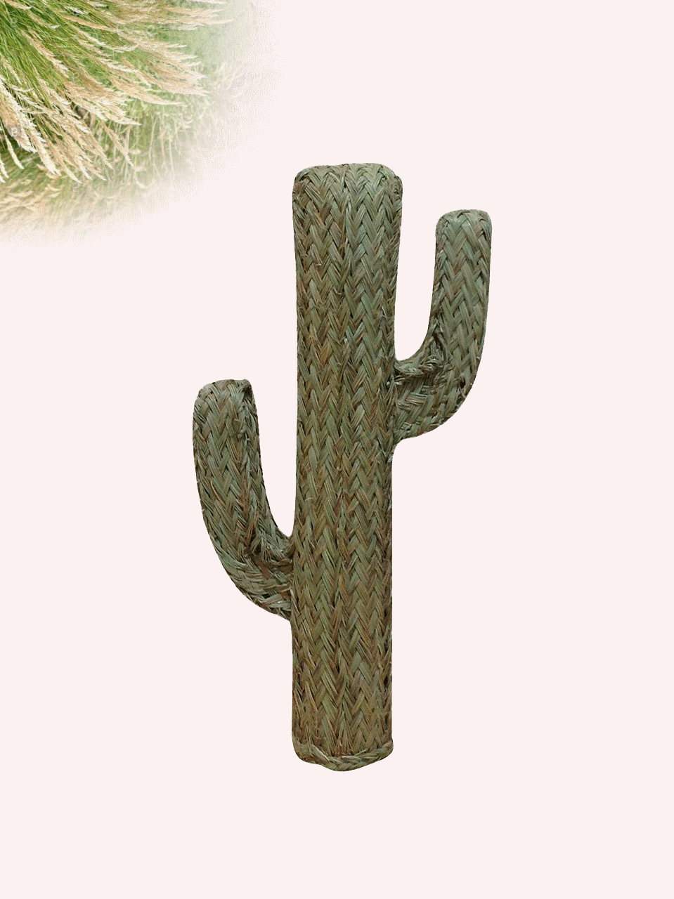 Cactus de esparto