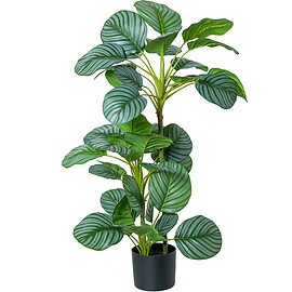 Planta Decorativa Calathea Orbifolia